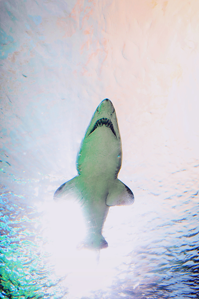 aquarium-001